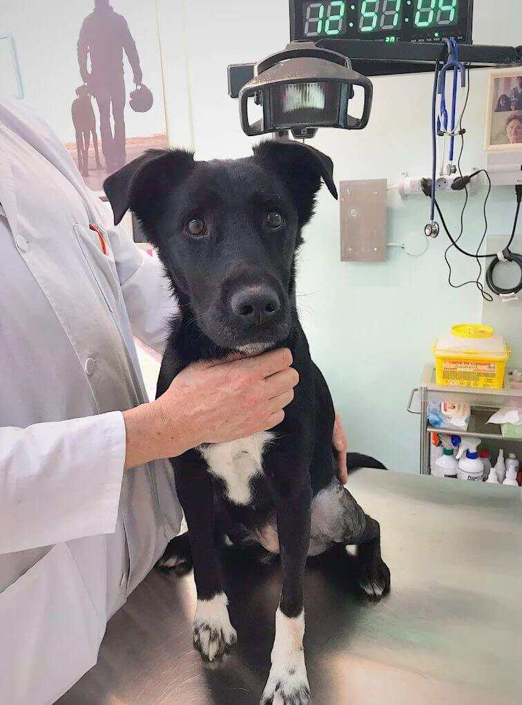 barnavets veterinario barcelona