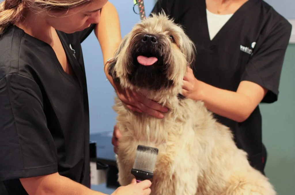 formacion peluqueria canina barcelona