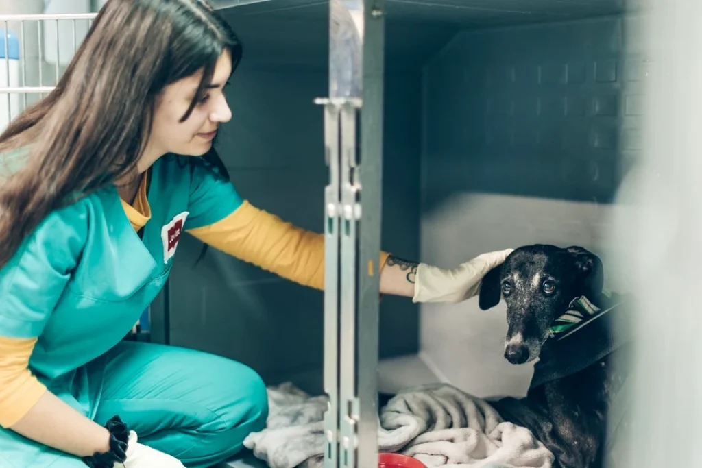 curso de auxiliar veterinario