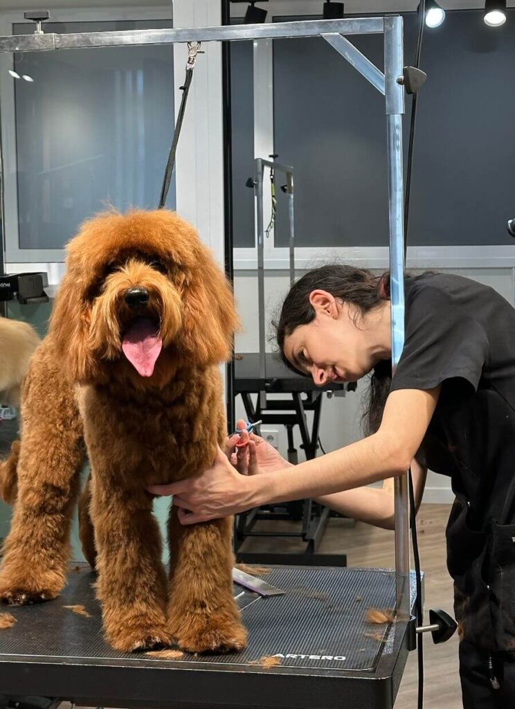 Corte de pelo a perro en peluqueria canina Barcelona - Vetbarber