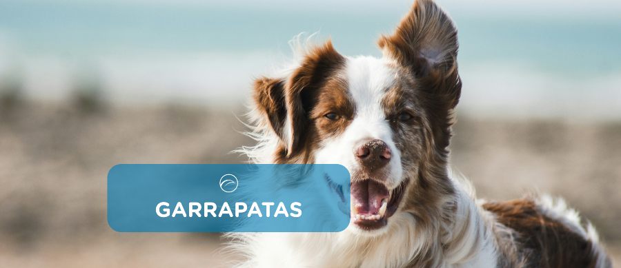 garrapatas perros