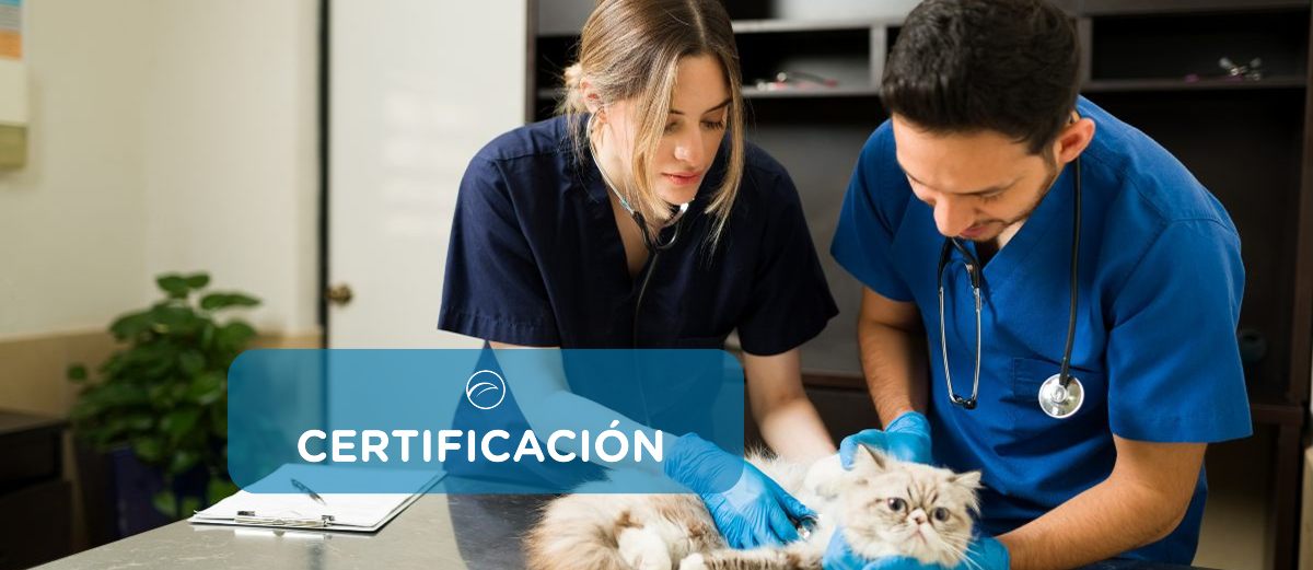 certificacion auxiliar veterinario