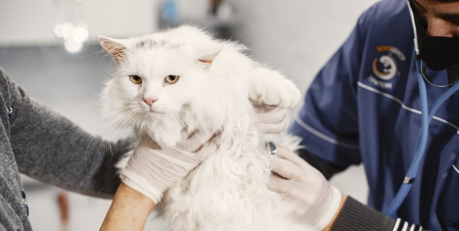 medicina felina