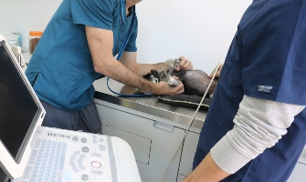 practicas centros veterinarios