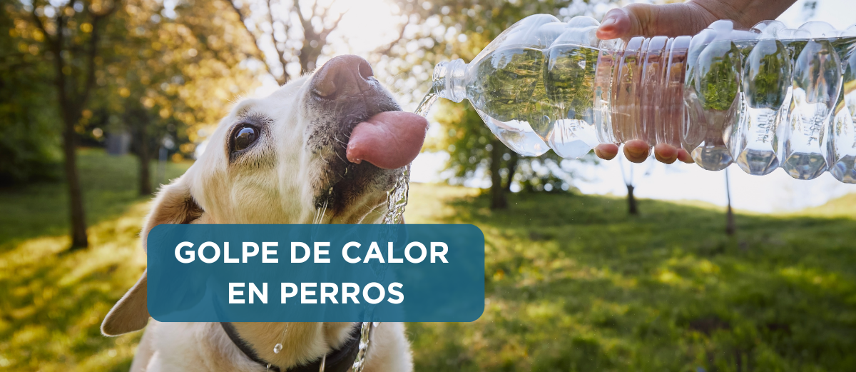 Golpe de calor en perro