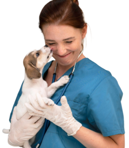 trabajar con animales