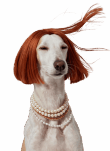 curso peluqueria canina