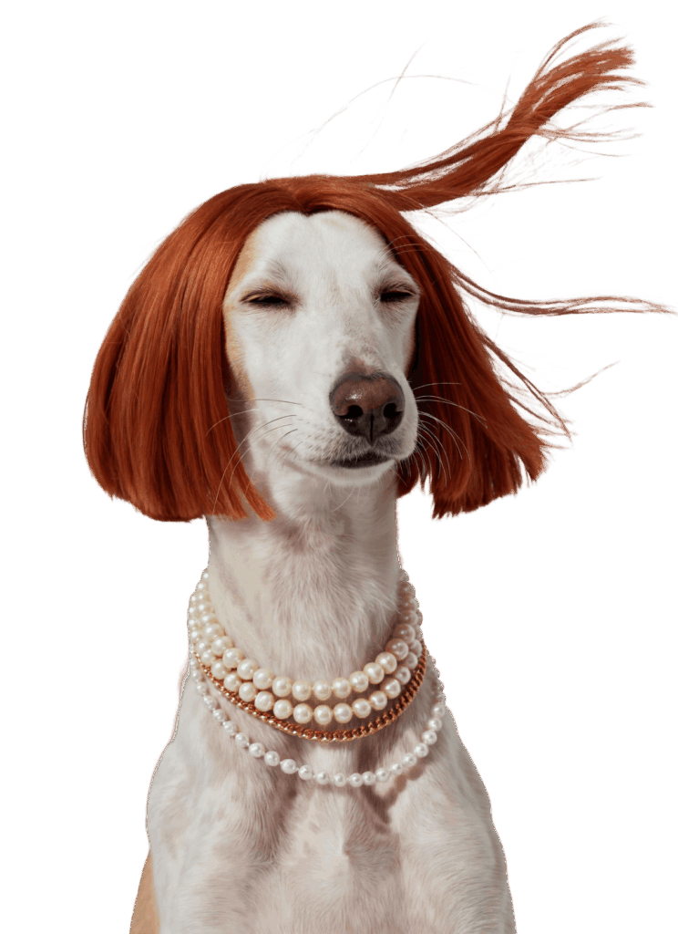 curso peluqueria canina