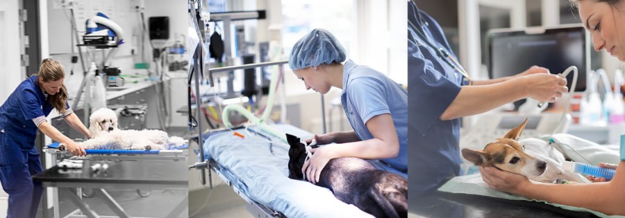 estudiar auxiliar veterinario