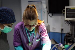 sos viseu hospital veterinario