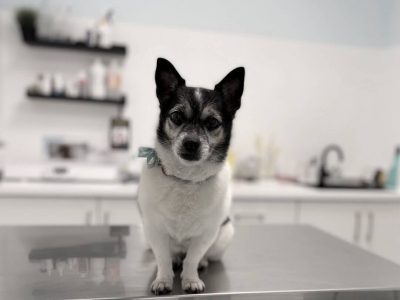 fionetta clinica animales elche