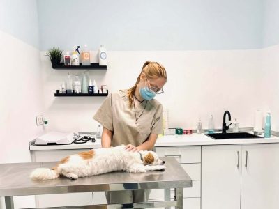 fionetta veterinario alicante elche