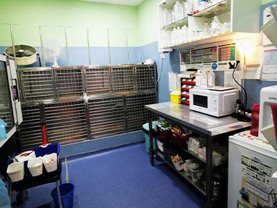 Hospital Veterinario Añaterve - IVC Evidensia - Santa Cruz de Tenerife - Curso Auxiliar Veterinaria - Vetformacion