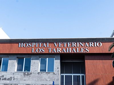 Hospital Veterinario Los Tarahales IVC Evidensia - Las Palmas de Gran Canaria - Curso Auxiliar Veterinaria - Vetformacion