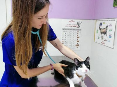 faucan-veterinario