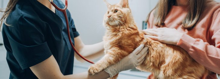 auxiliar veterinario atendiendo a gato